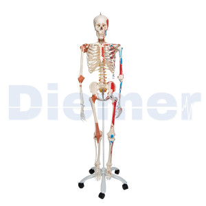 Human Skeleton To 13 With Cover
